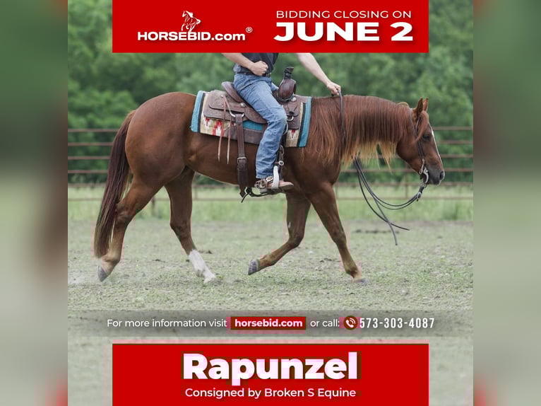 American Quarter Horse Stute 3 Jahre 150 cm Rotfuchs in Marshall, MO