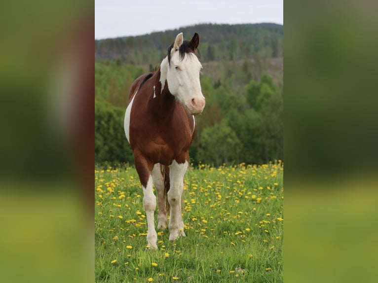 American Quarter Horse Stute 3 Jahre 150 cm Schecke in Travelsjö