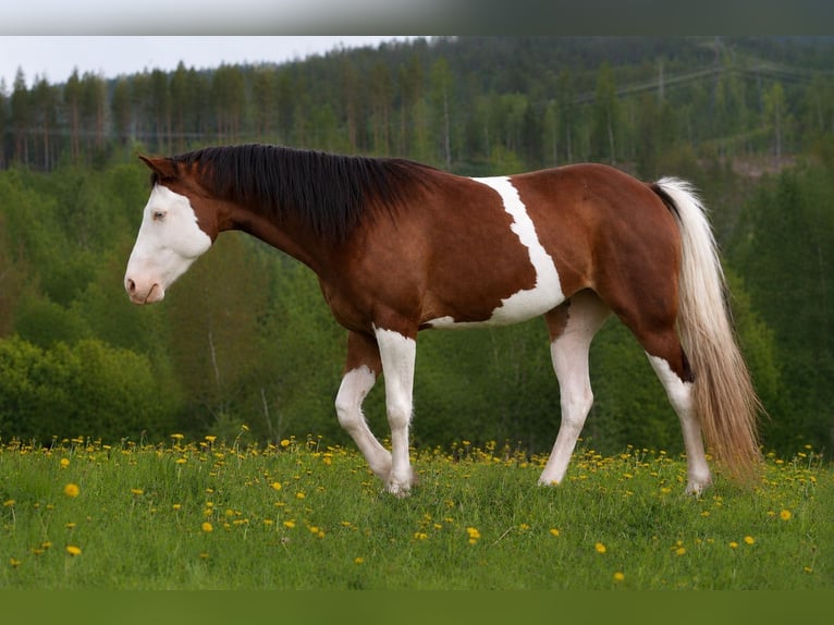 American Quarter Horse Stute 3 Jahre 150 cm Schecke in Travelsjö