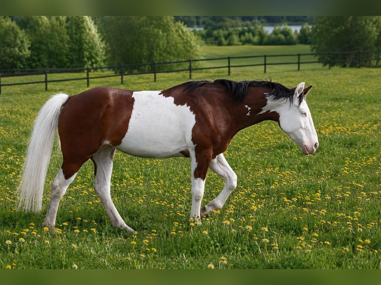 American Quarter Horse Stute 3 Jahre 150 cm Schecke in Travelsjö