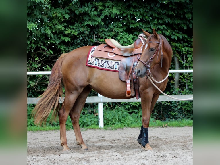 American Quarter Horse Stute 3 Jahre 151 cm Dunkelfuchs in Herentals