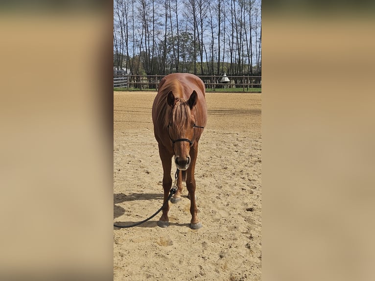 American Quarter Horse Stute 3 Jahre 151 cm Fuchs in Kandel