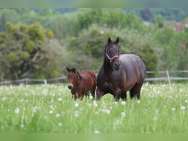 American Quarter Horse Stute 3 Jahre 152 cm Brauner in Leun