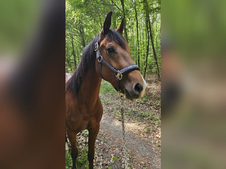 American Quarter Horse Stute 3 Jahre 152 cm Brauner in Rüthen