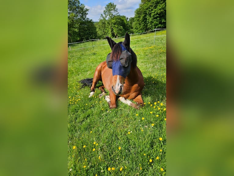 American Quarter Horse Stute 3 Jahre 152 cm Brauner in Rüthen