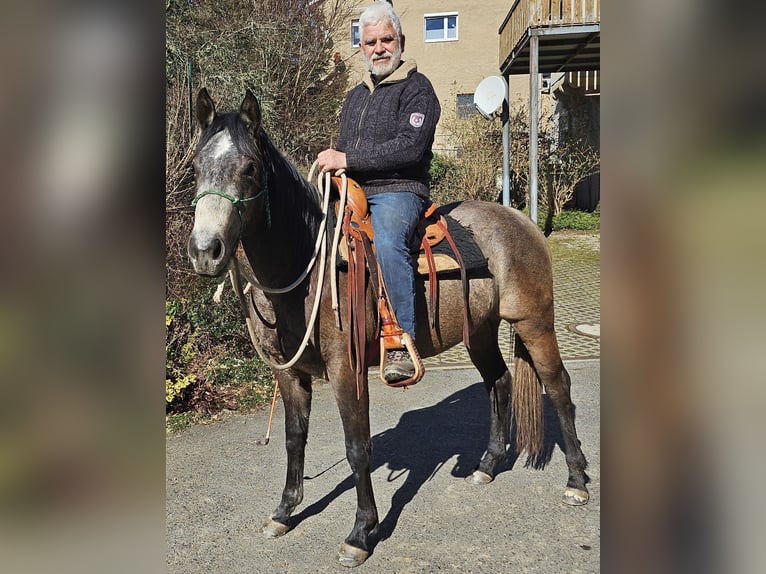 American Quarter Horse Stute 3 Jahre 152 cm Braunfalbschimmel in Müglitztal