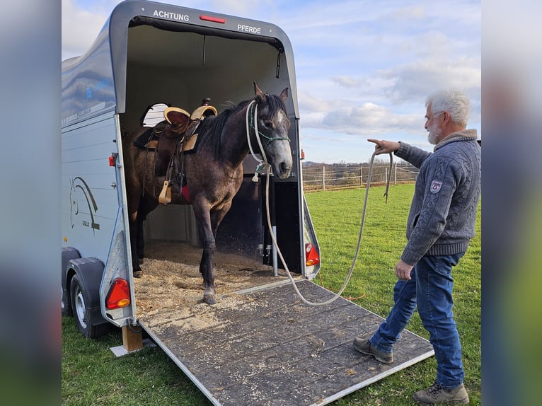 American Quarter Horse Stute 3 Jahre 152 cm Braunfalbschimmel in Müglitztal