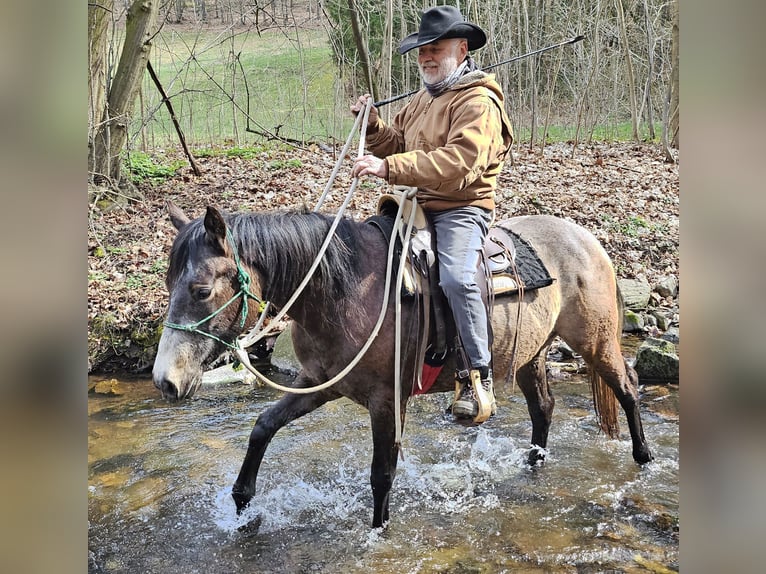 American Quarter Horse Stute 3 Jahre 152 cm Braunfalbschimmel in Müglitztal