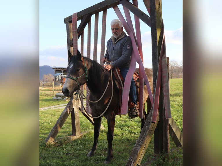 American Quarter Horse Stute 3 Jahre 152 cm Braunfalbschimmel in Müglitztal
