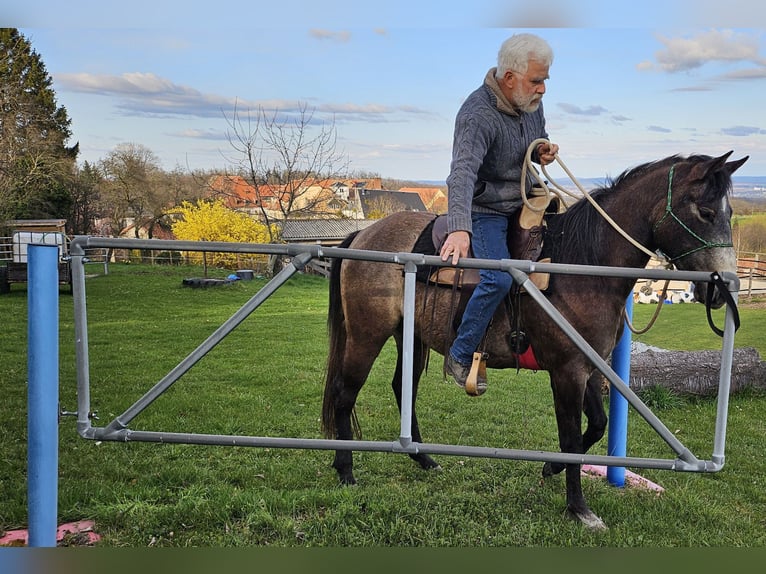 American Quarter Horse Stute 3 Jahre 152 cm Braunfalbschimmel in Müglitztal