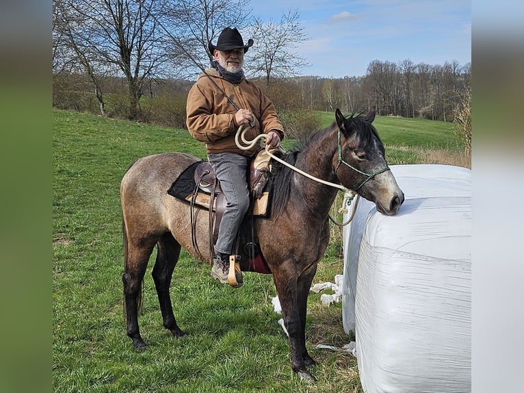 American Quarter Horse Stute 3 Jahre 152 cm Braunfalbschimmel in Müglitztal