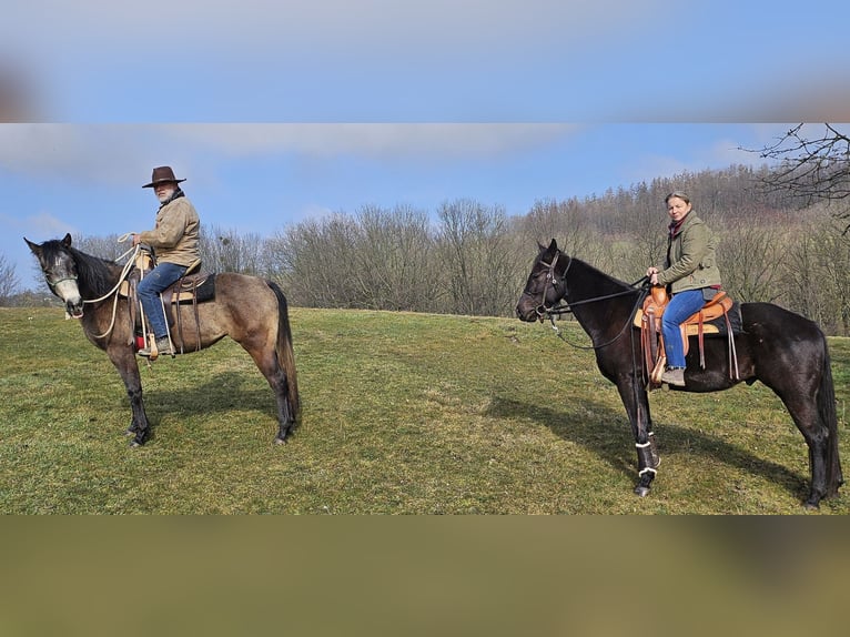 American Quarter Horse Stute 3 Jahre 152 cm Braunfalbschimmel in Müglitztal