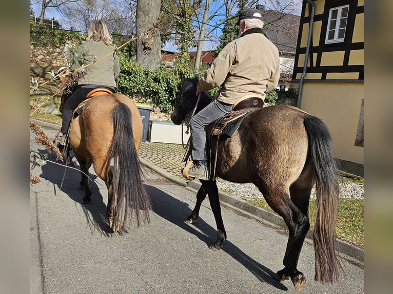 American Quarter Horse Stute 3 Jahre 152 cm Braunfalbschimmel in Müglitztal