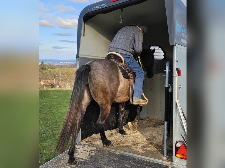 American Quarter Horse Stute 3 Jahre 152 cm Braunfalbschimmel in Müglitztal