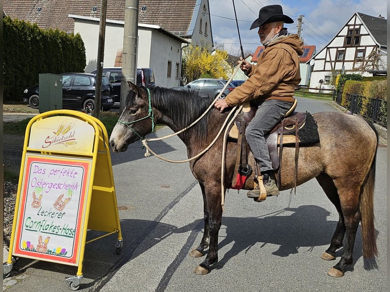 American Quarter Horse Stute 3 Jahre 152 cm Braunfalbschimmel in Müglitztal