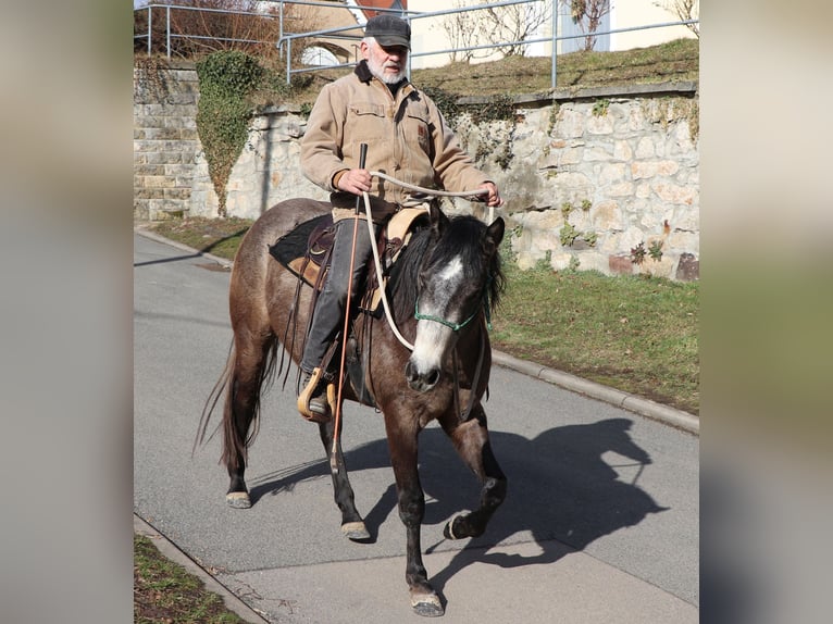 American Quarter Horse Stute 3 Jahre 152 cm Braunfalbschimmel in Müglitztal