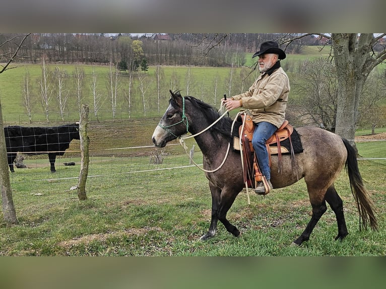 American Quarter Horse Stute 3 Jahre 152 cm Braunfalbschimmel in Müglitztal