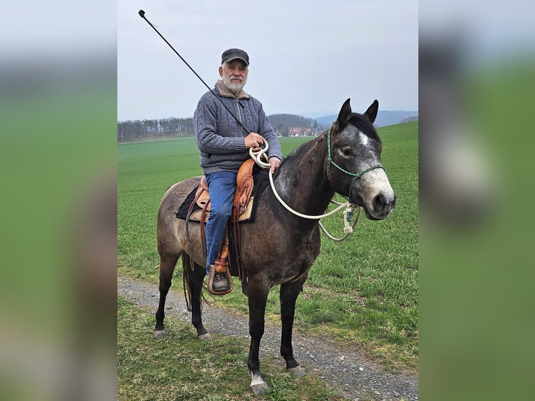 American Quarter Horse Stute 3 Jahre 152 cm Braunfalbschimmel in Müglitztal