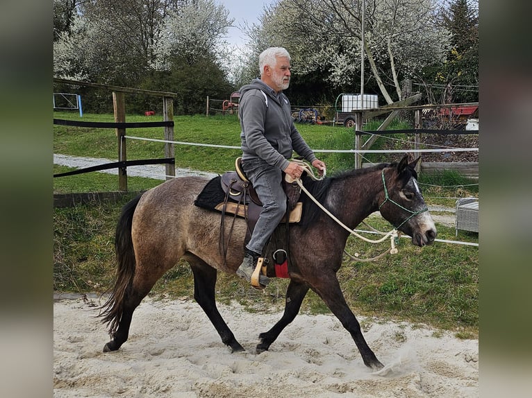 American Quarter Horse Stute 3 Jahre 152 cm Braunfalbschimmel in Müglitztal