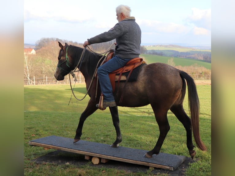 American Quarter Horse Stute 3 Jahre 152 cm Braunfalbschimmel in Müglitztal