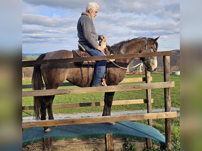 American Quarter Horse Stute 3 Jahre 152 cm Braunfalbschimmel in Müglitztal