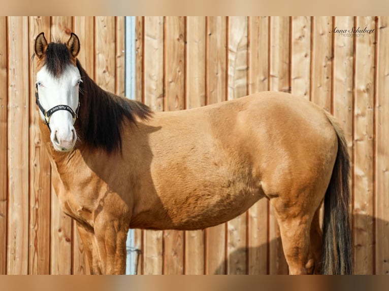 American Quarter Horse Stute 3 Jahre 152 cm Buckskin in Hundsangen