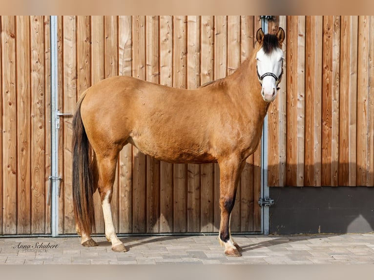 American Quarter Horse Stute 3 Jahre 152 cm Buckskin in Hundsangen