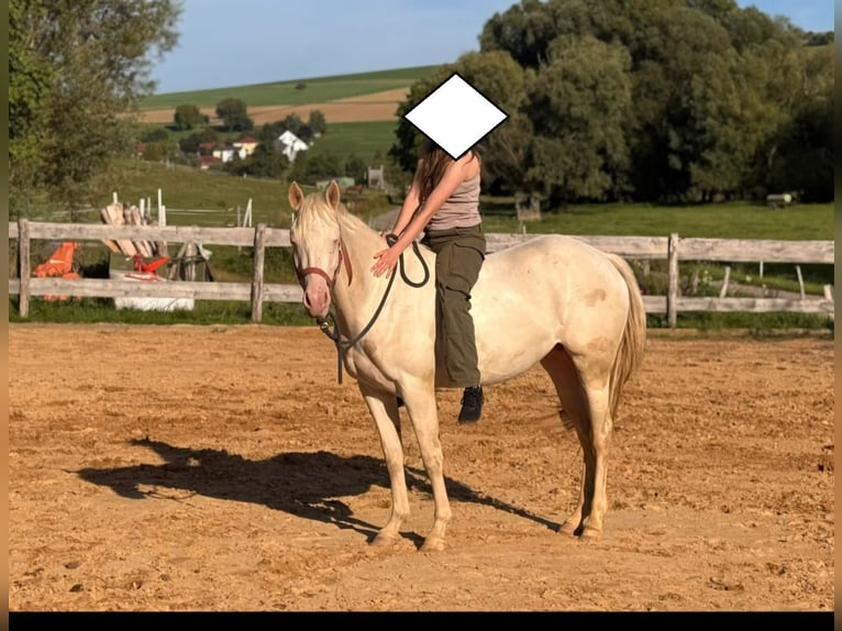 American Quarter Horse Stute 3 Jahre 152 cm Cremello in Althornbach American Quarter Horse Stute 3 Jahre 152 cm Cremello in Althornbach