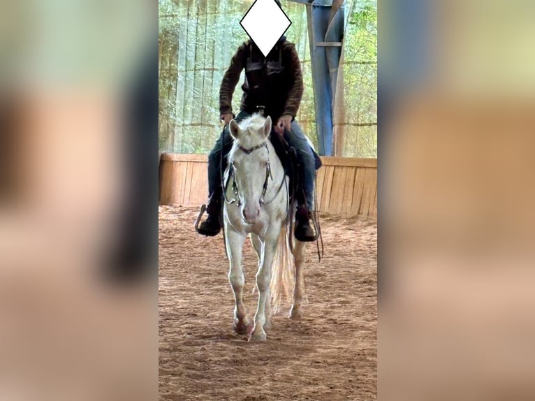 American Quarter Horse Stute 3 Jahre 152 cm Cremello in Althornbach American Quarter Horse Stute 3 Jahre 152 cm Cremello in Althornbach