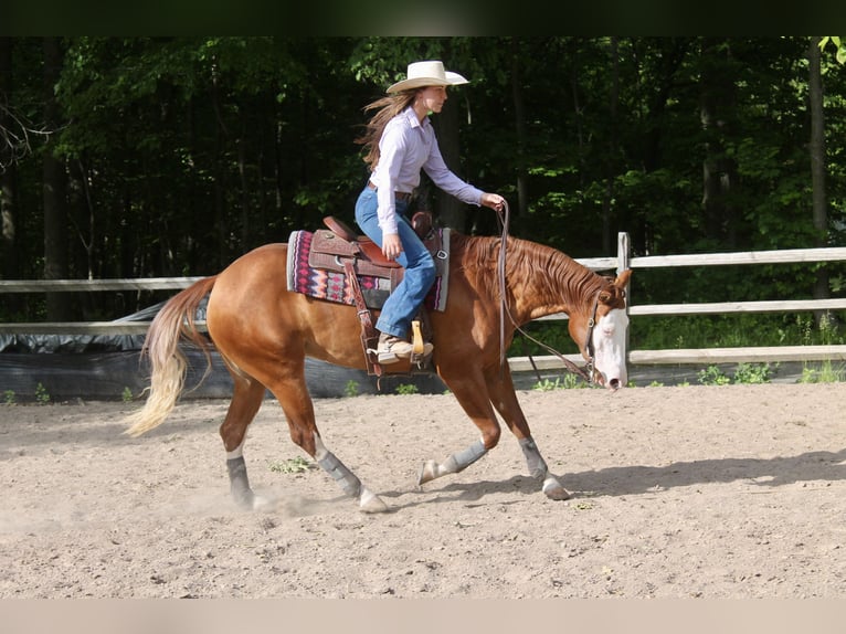 American Quarter Horse Stute 3 Jahre 152 cm Dunkelfuchs in Newfoundland