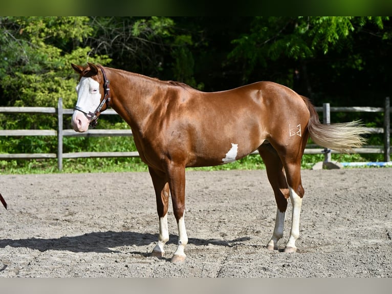 American Quarter Horse Stute 3 Jahre 152 cm Dunkelfuchs in Newfoundland