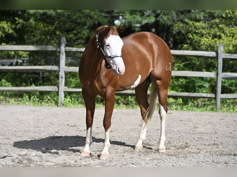 American Quarter Horse Stute 3 Jahre 152 cm Dunkelfuchs in Newfoundland