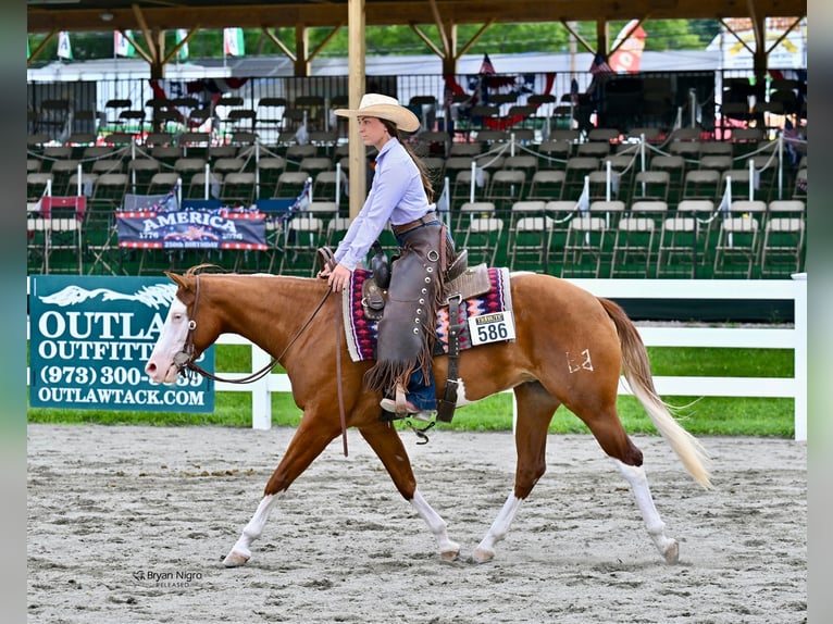 American Quarter Horse Stute 3 Jahre 152 cm Dunkelfuchs in Newfoundland