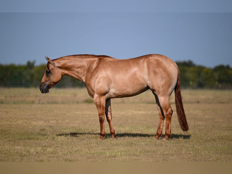 American Quarter Horse Stute 3 Jahre 152 cm Falbe in Waco
