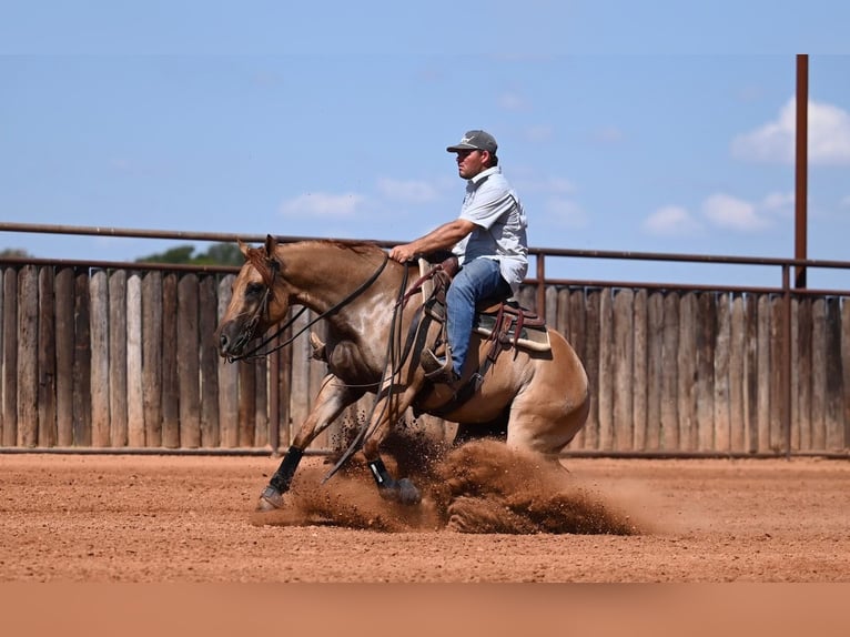 American Quarter Horse Stute 3 Jahre 152 cm Falbe in Waco