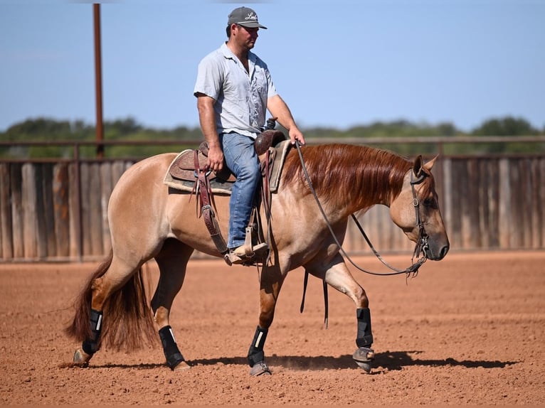 American Quarter Horse Stute 3 Jahre 152 cm Falbe in Waco