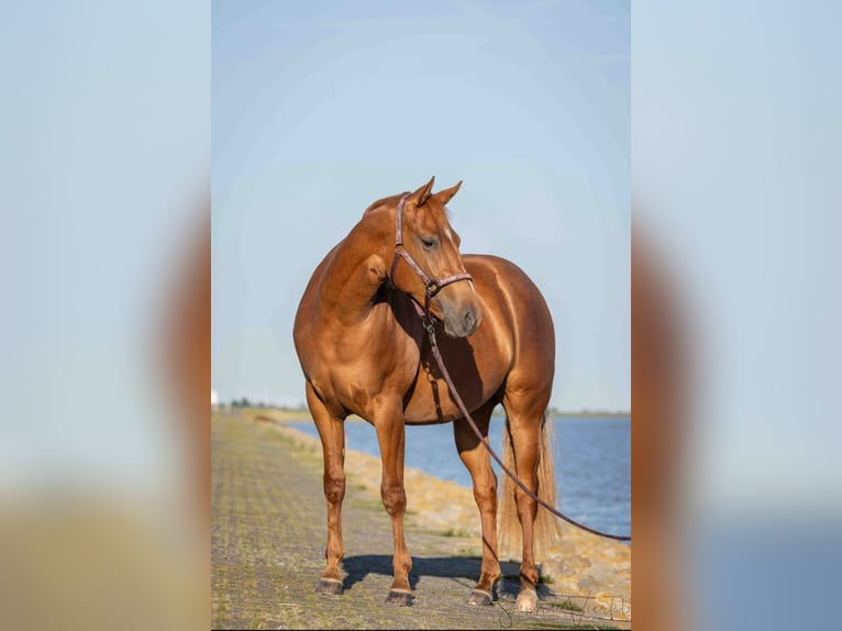 American Quarter Horse Stute 3 Jahre 152 cm Fuchs in Emden