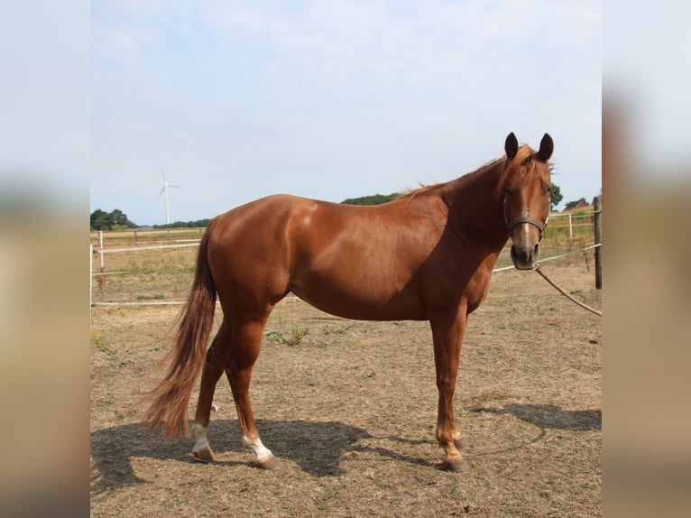 American Quarter Horse Stute 3 Jahre 152 cm Fuchs in Rhede