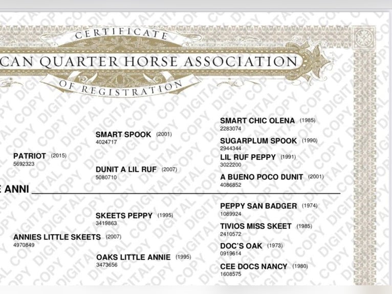 American Quarter Horse Stute 3 Jahre 152 cm Fuchs in Rhede