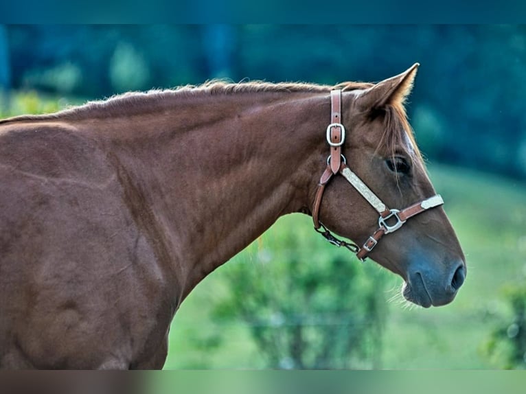 American Quarter Horse Stute 3 Jahre 152 cm Fuchs in Abtsgmünd