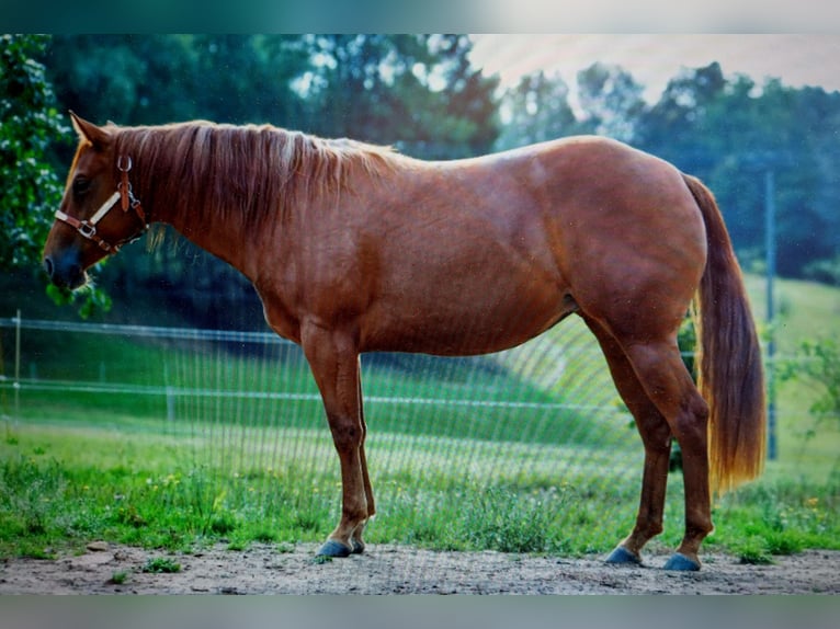 American Quarter Horse Stute 3 Jahre 152 cm Fuchs in Abtsgmünd