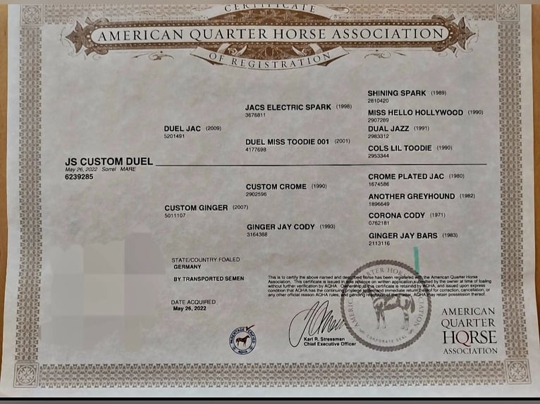 American Quarter Horse Stute 3 Jahre 152 cm Fuchs in Abtsgmünd
