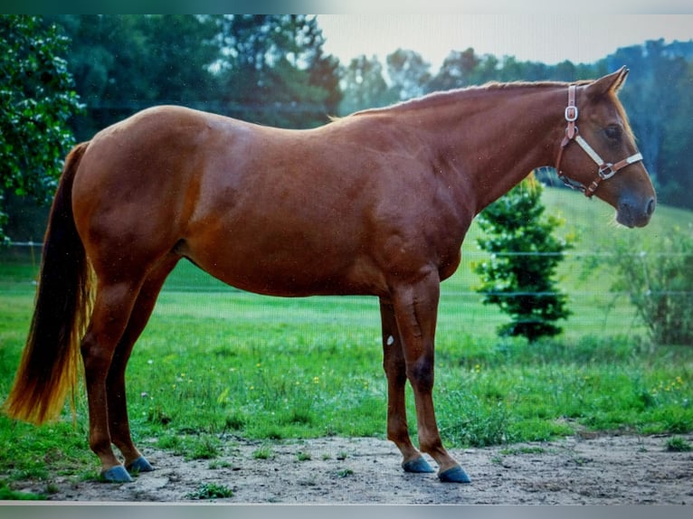 American Quarter Horse Stute 3 Jahre 152 cm Fuchs in Abtsgmünd