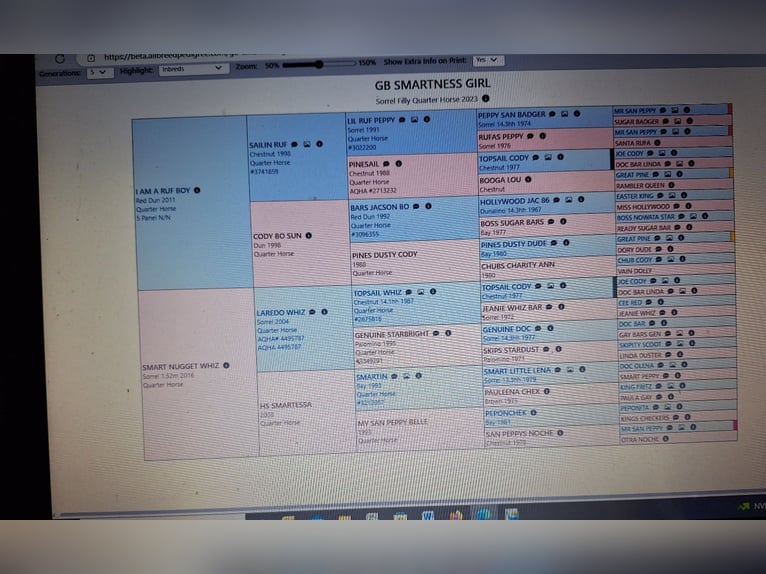 American Quarter Horse Stute 3 Jahre 152 cm Fuchs in Ostermiething