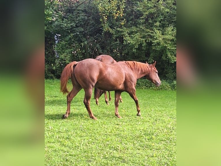American Quarter Horse Stute 3 Jahre 152 cm Fuchs in Ostermiething