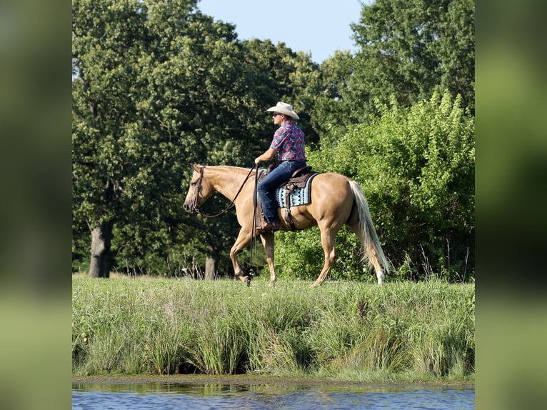 American Quarter Horse Stute 3 Jahre 152 cm Palomino in Buffalo