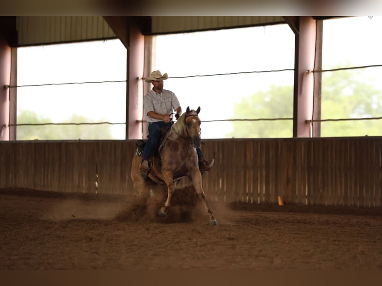 American Quarter Horse Stute 3 Jahre 152 cm Palomino in Buffalo