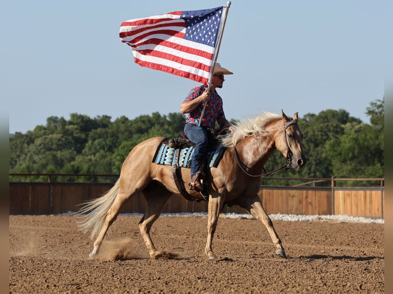 American Quarter Horse Stute 3 Jahre 152 cm Palomino in Buffalo
