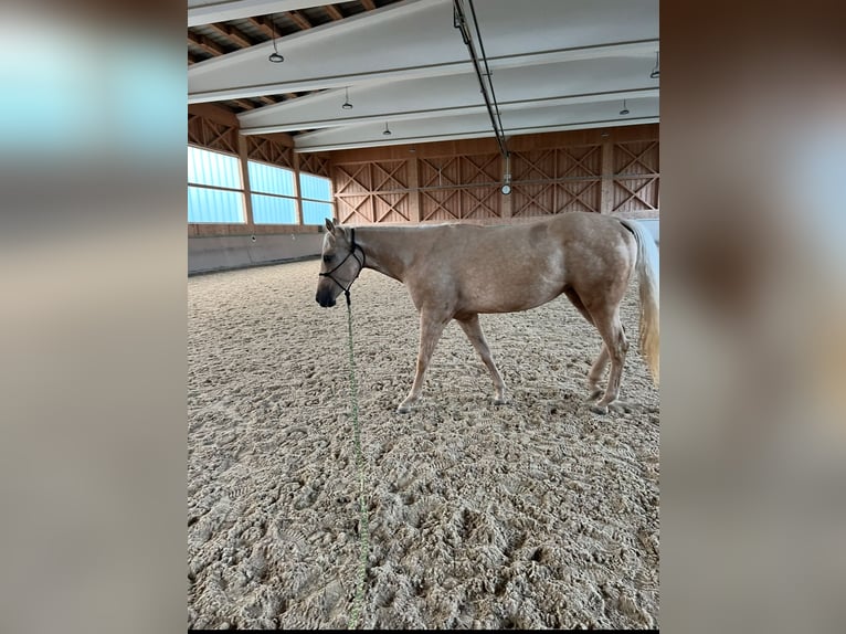American Quarter Horse Stute 3 Jahre 152 cm Palomino in Waldkirchen