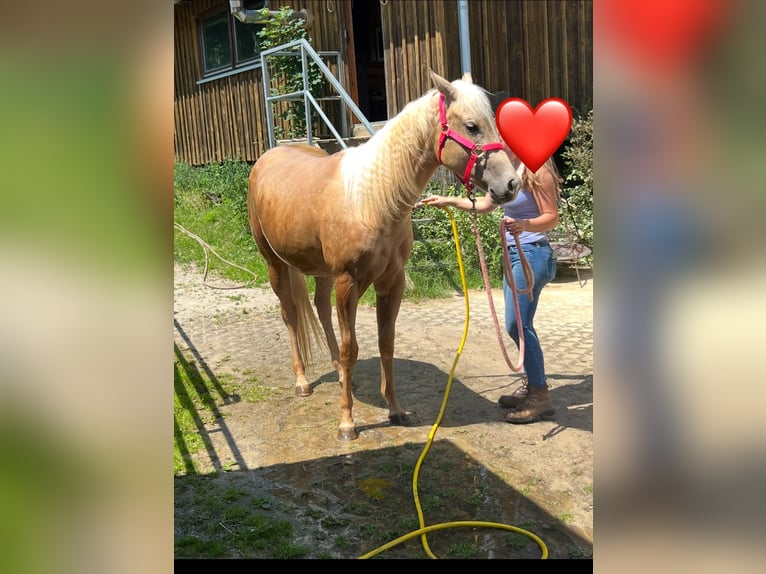 American Quarter Horse Stute 3 Jahre 152 cm Palomino in Waldkirchen